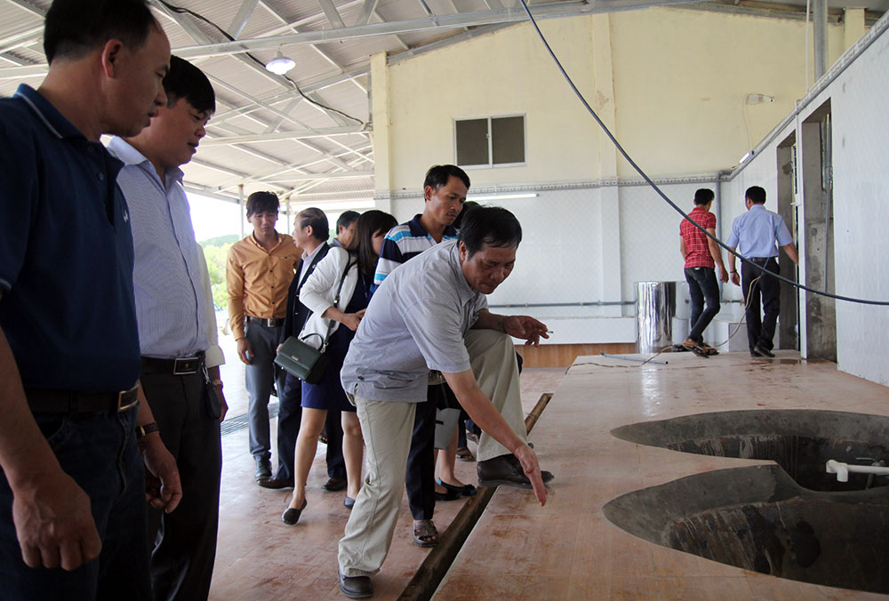 Cơ sở giết mổ tập trung Nguyễn Hồng Công đáp ứng công suất 150 con/ngày. Ảnh: H.Y